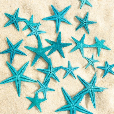 Набор натуральных морских звезд, 1,5 - 2,5 см, 20 шт, синий