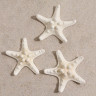 Набор из 3 морских звезд, размер каждой 5-10 см, белые