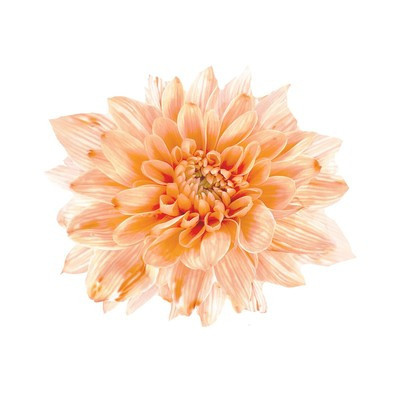 Краситель флористический, для цветов, персиковый, 300 мл