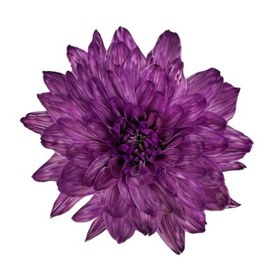 Краситель флористический, для цветов, фиолетовый, 300 мл