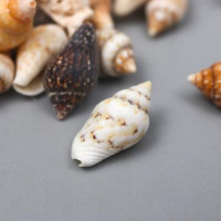 Ракушки декоративные &quot;Nassa&quot; 100 г ± 5 г 0.6-1.2 см