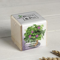 Набор для выращивания P&amp;P &quot;Мимоза стыдливая&quot;