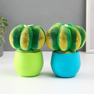 Растущий подарок травка Экоживчик "Кактус Астрофитум" МИКС Растущий подарок травка Экоживчик "Кактус Астрофитум" МИКС