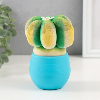 Растущий подарок травка Экоживчик "Кактус Астрофитум" голубой