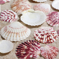 Набор ракушек, &quot;Гребешок пуксидатус&quot;, размер 4 - 6 см, 100 г