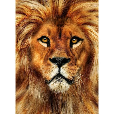 Алмазная вышивка с полным заполнением «Лев» 15х21 см, на холсте Алмазная вышивка с полным заполнением «Лев» 15х21 см, на холсте